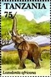 African Elephant (Loxodonta africana)