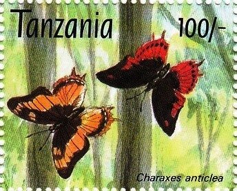 Small Flame-bordered Charaxes (Charaxes anticlea)