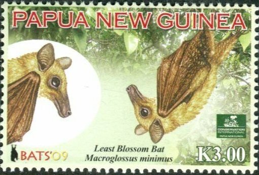 Least Blossom Bat (Macroglossus minimus)