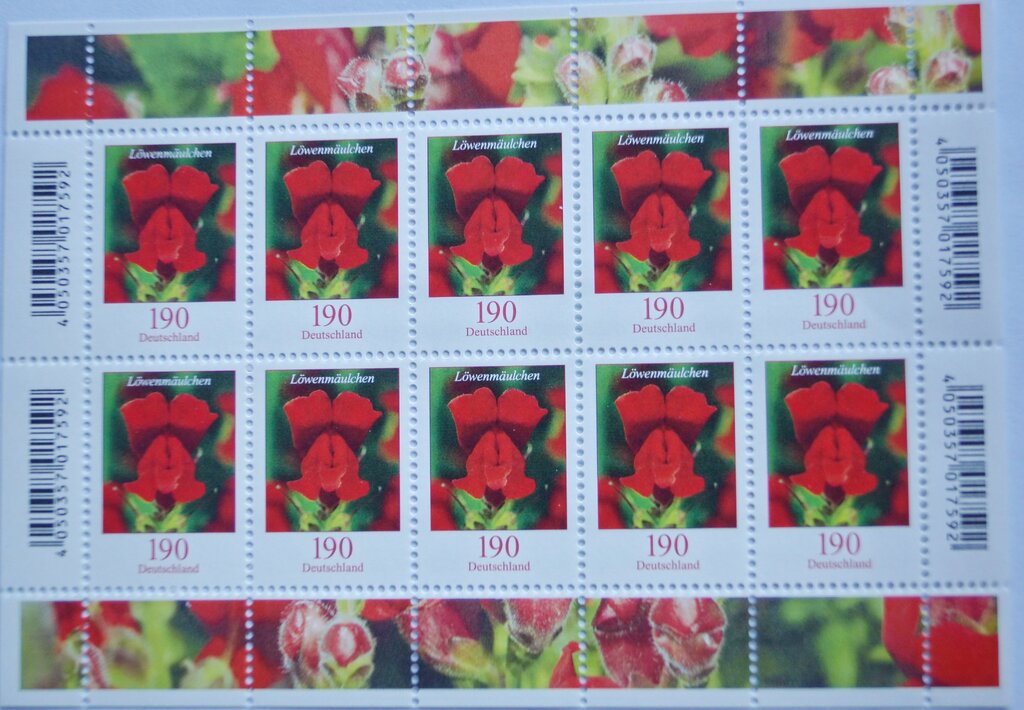 Blumen / Löwenmäulchen
