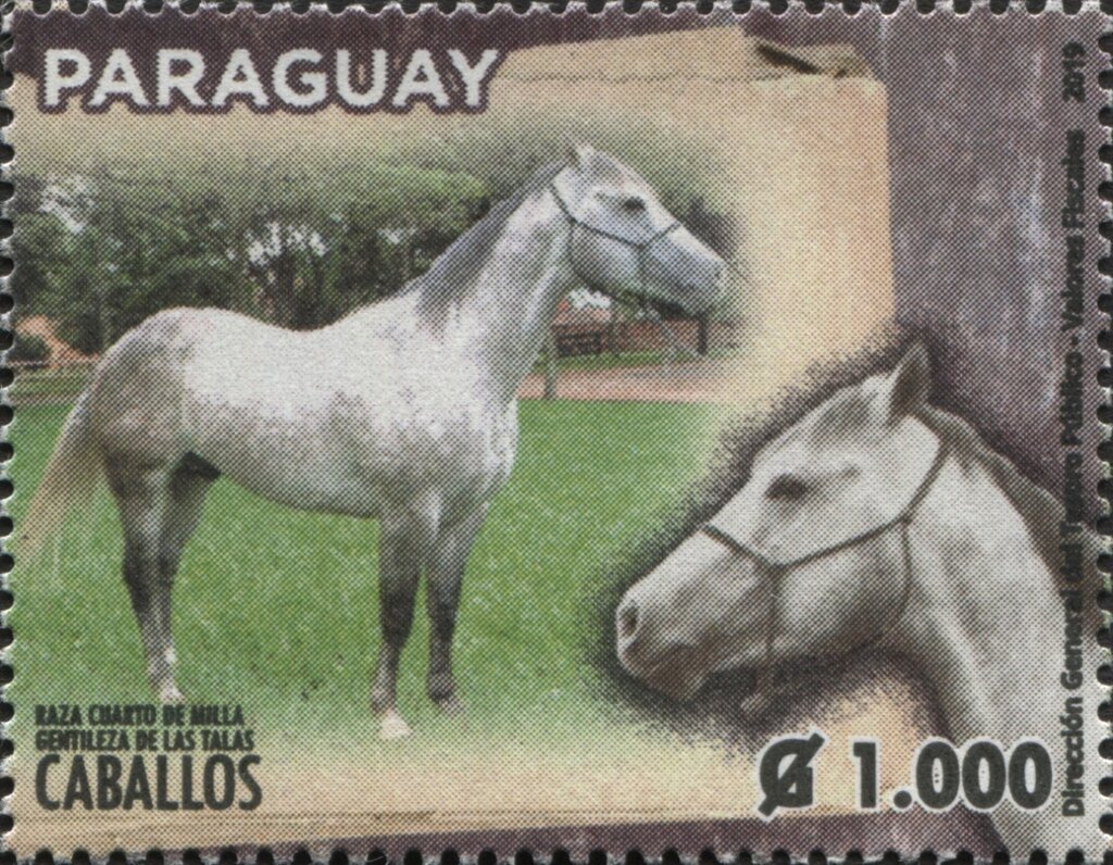 Horse Breeds of Paraguay (Equus ferus caballos)