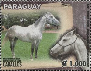 Stamp, Horse Breeds of Paraguay (Equus ferus caballos), Paraguay,  , Animals (Fauna), Horses, Mammals