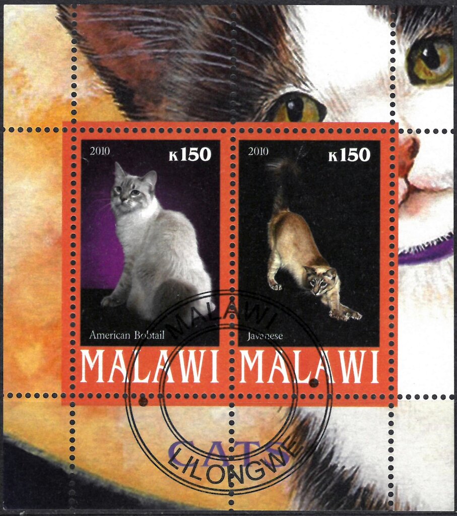 Cats