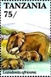 African Elephant (Loxodonta africana)