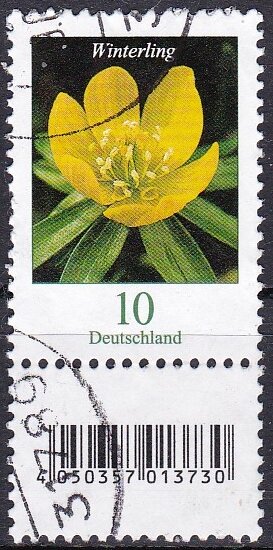 Eranthis hyemalis - Winter Aconite