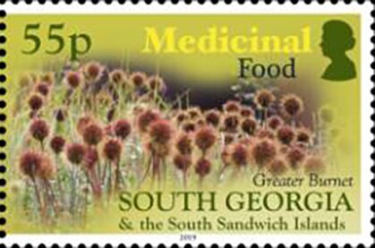 Stamp, Greater Burnet (Acaena magellanica), Falkland Islands, Dependencies,  , Food, Scientists