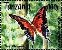 Charaxes achaemenes
