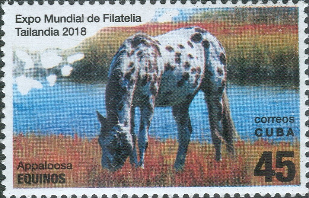 Horses (Equus ferus caballus): Appaloosa
