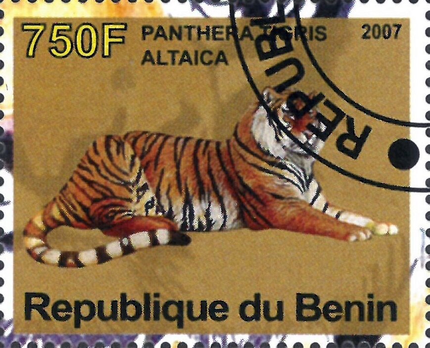Panthera Tigris Altaica