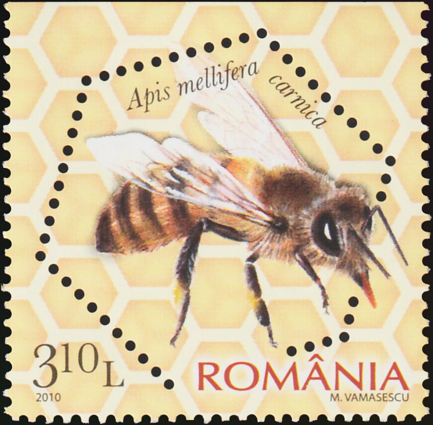 Carniolan Honey Bee (Apis mellifera carnica)