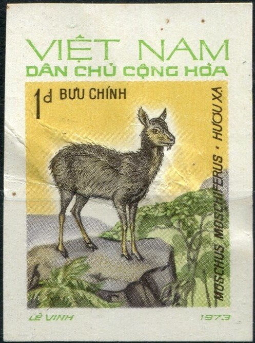 Siberian Musk Deer (Moschus moschiferus)