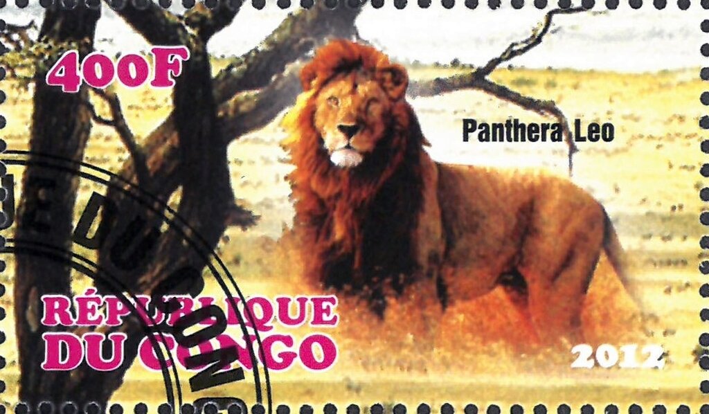 Panthera Leo