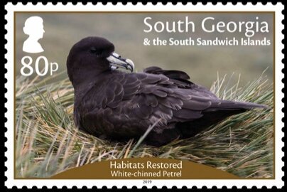 Restored Habitats : White-Chinned Petrel