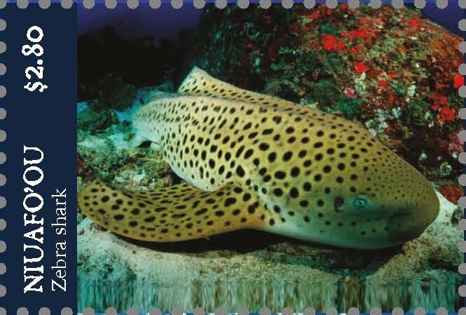 Zebra Shark