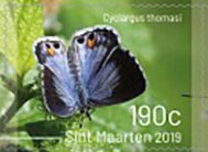 Butterflies of Sint Maarten