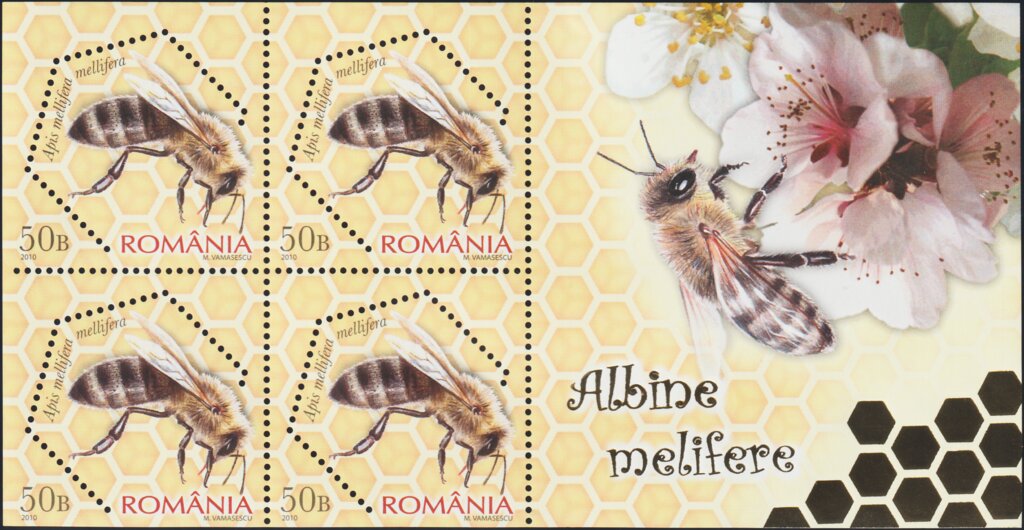 Dark European Honey Bee (Apis mellifera mellifera)