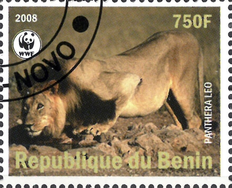 Panthera Leo