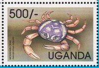 Mountain Crab (Gecarcinus ruricola)