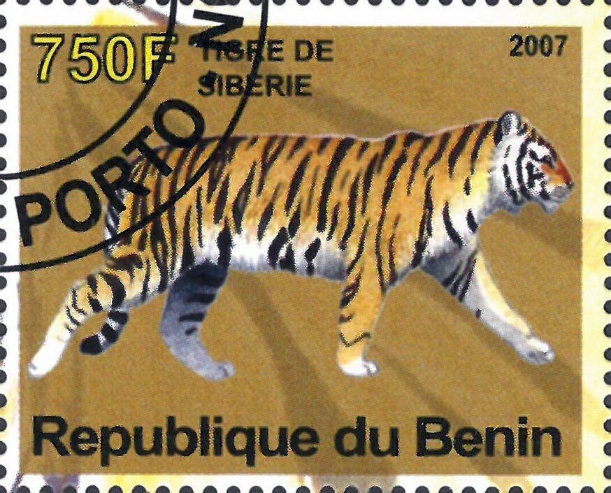 Tigre de Siberie