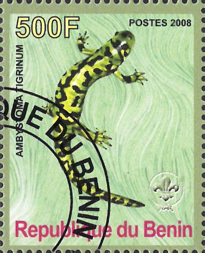 Ambystoma Tigrinum