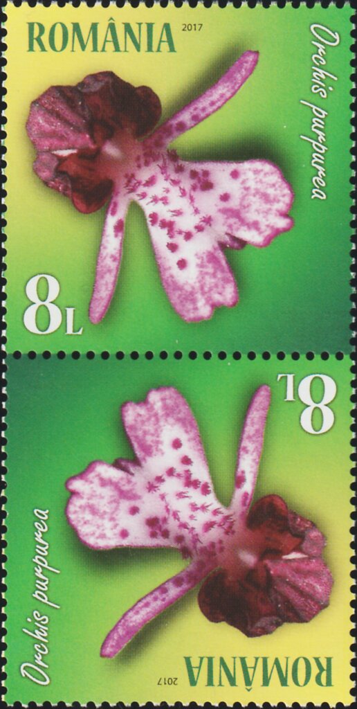 Lady Orchid (Orchis purpurea)