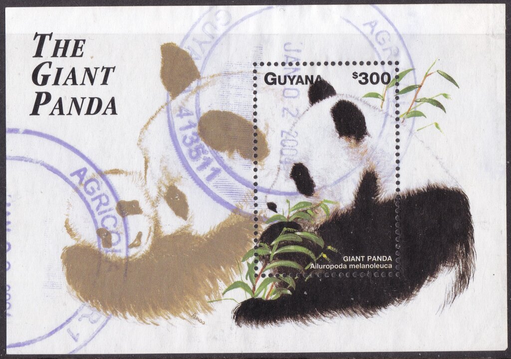 Giant Panda - Ailuropoda melanoleuca