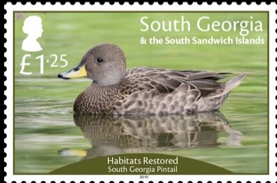 Stamp, Restored Habitats : South Georgia Pintail, Falkland Islands, Dependencies,  , Animals (Fauna), Birds, Ducks