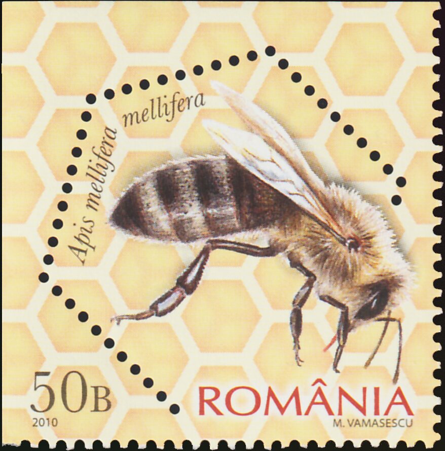 Dark European Honey Bee (Apis mellifera mellifera)