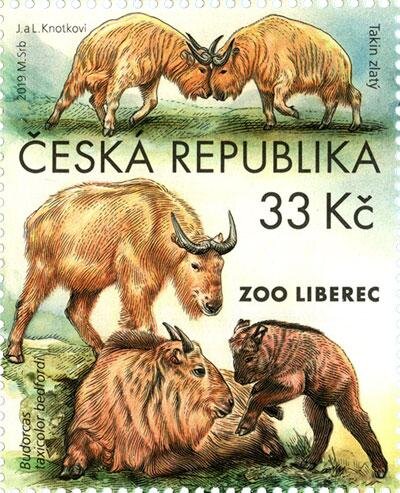 Golden Takin (Budorcas taxicolor bedfordi)