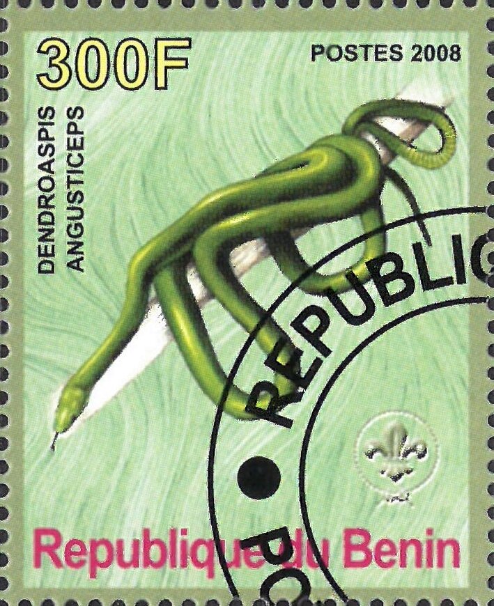 Dendroaspis Angusticeps