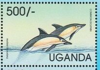 Short-beaked Common Dolphin (Delphinus delphis)