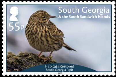 Restored Habitats : South Georgia Pipet