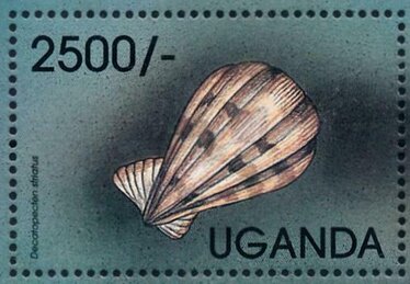 Clam (Decatopecten striatus)