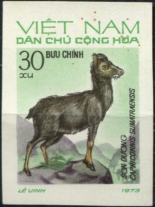 Sumatran Serow (Capricornis sumatraensis)