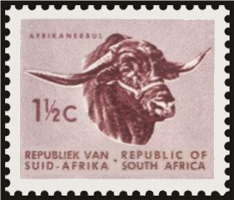 Africander Bull (Bos primigenius taurus)