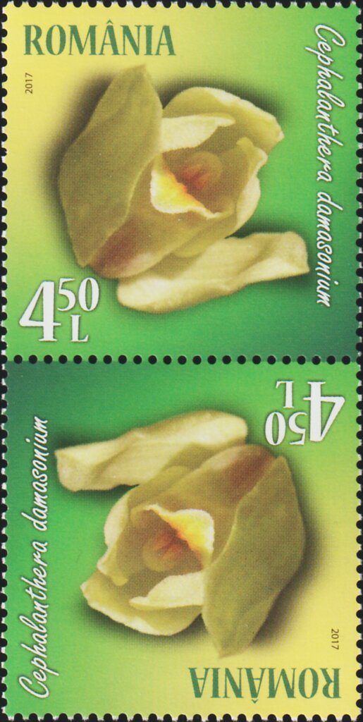 White Helleborine (Cephalanthera damasonium)