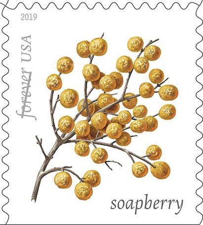 Soapberry