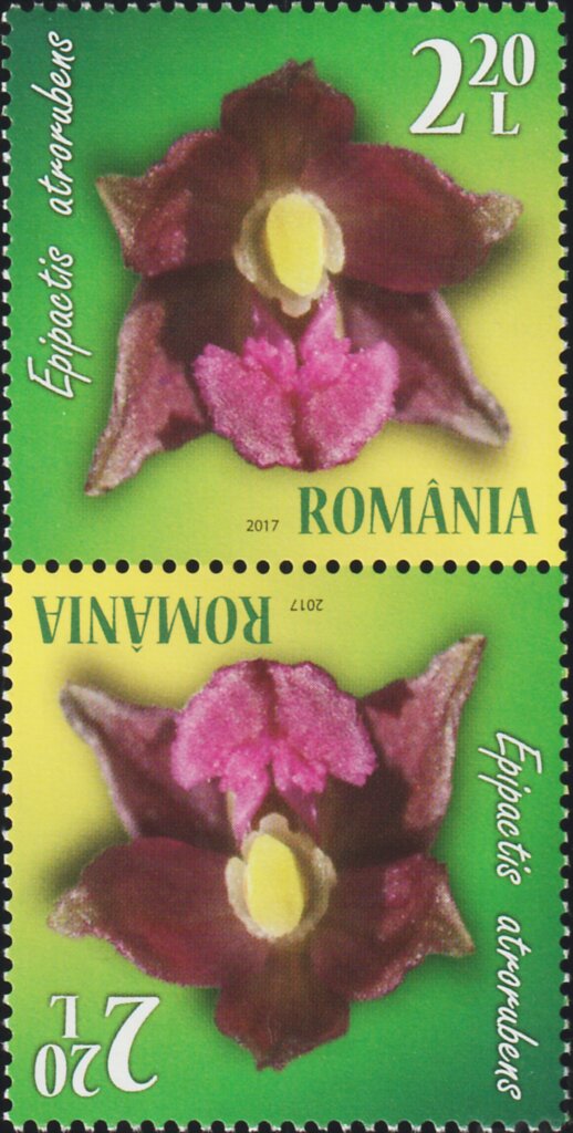 Dark Red Helleborine (Epipactis atrorubens)