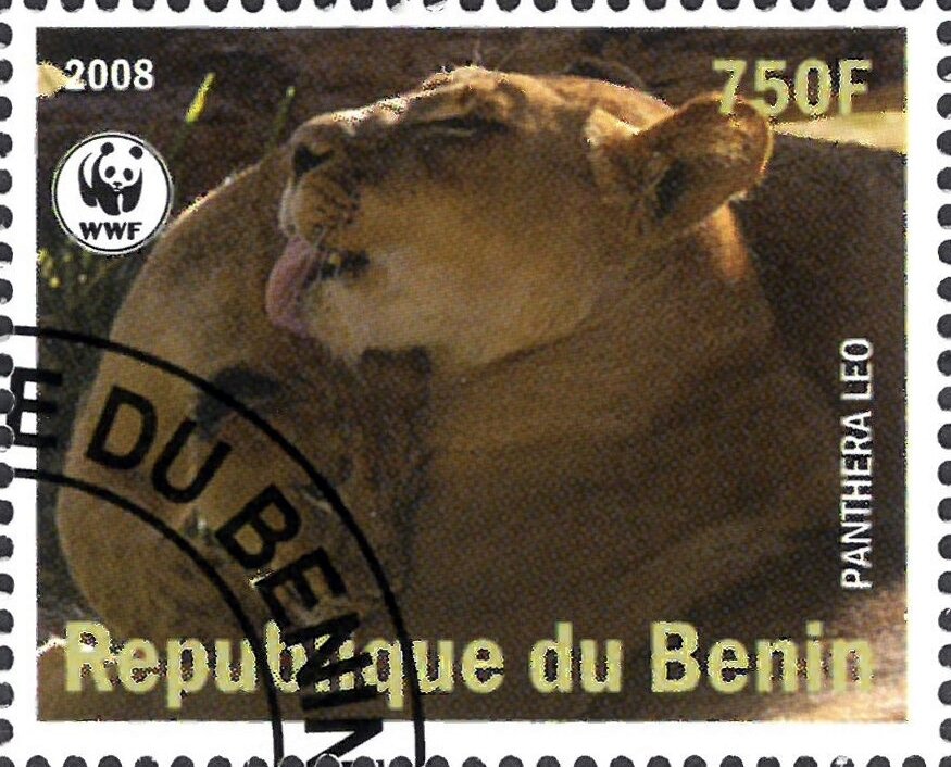 Panthera Leo