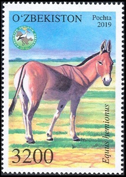 Asiatic Wild Ass (Equus hemionus)