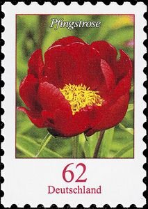 Paeonia sp. - Peony