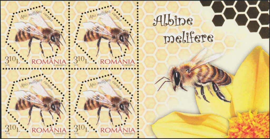 Carniolan Honey Bee (Apis mellifera carnica)