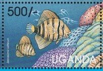 Sailfin Tang (Zebrasoma veliferum)