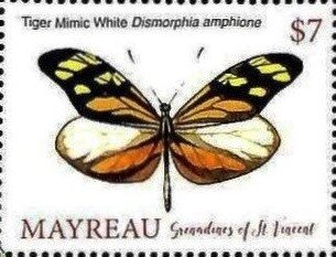 Dismorphia amphione