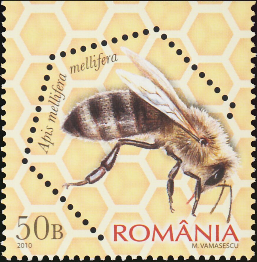 Dark European Honey Bee (Apis mellifera mellifera)