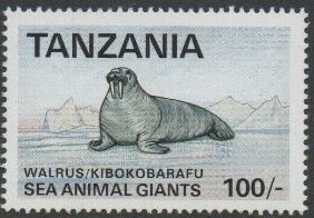 Walrus