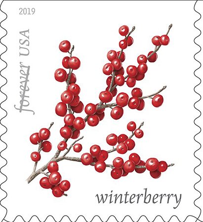 Winterberry