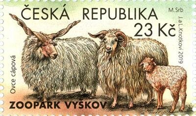 Racka Sheep (Ovis aries strepsiceros)