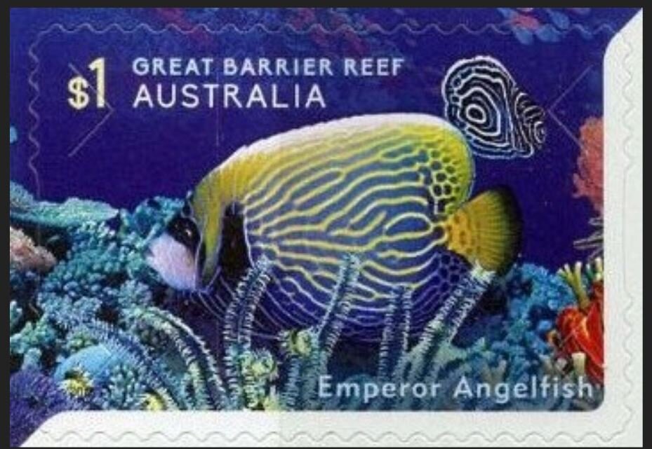 Emperor Angelfish (Pomacanthus imperator)