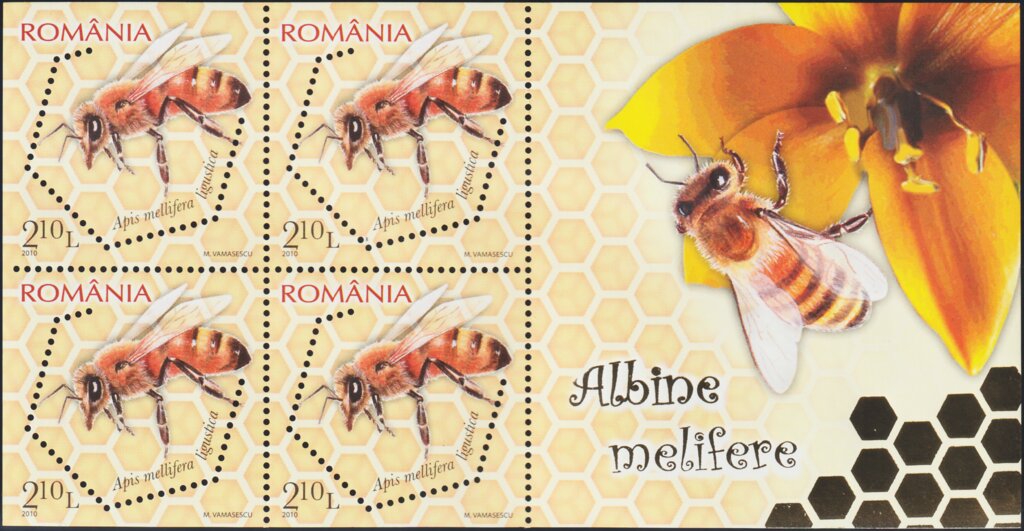 Italian Honey Bee (Apis mellifera ligustica)